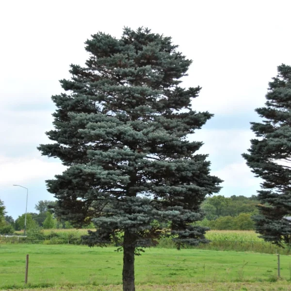 Picea pungens 'Glauca Globosa'