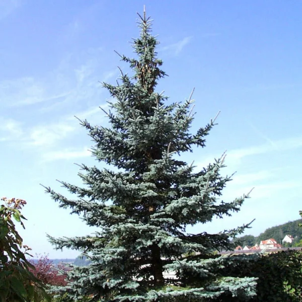 Picea pungens 'Koster' – Blauwe spar (cv)
