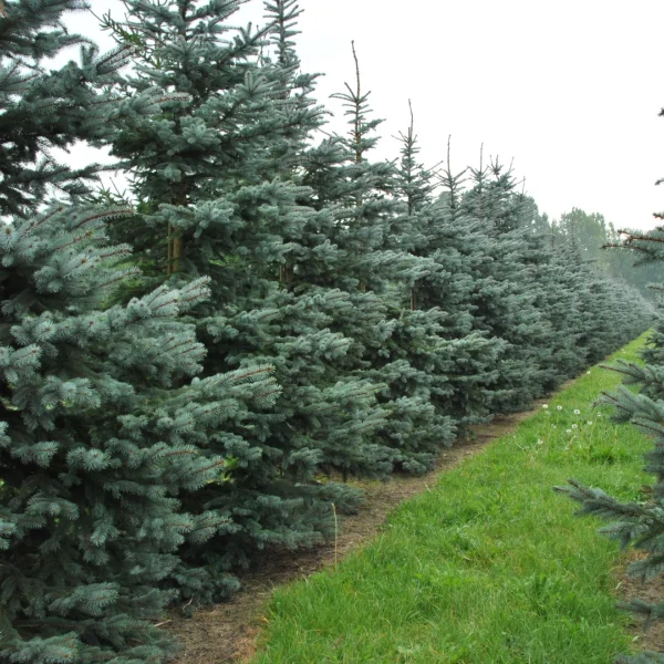 Picea pungens 'Snowkiss' – Blauwe spar (cv)
