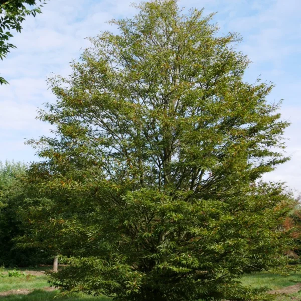 Fagus sylvatica 'Aspleniifolia' – Varenbeuk