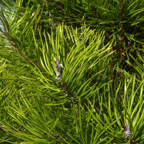 Pinus contorta – Draaiden
