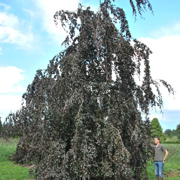 Fagus sylvatica 'Black Swan' – Bruine treurbeuk, rode treurbeuk