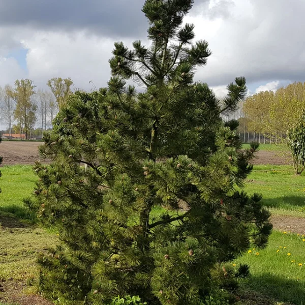 Pinus heldreichii – Bosnische den