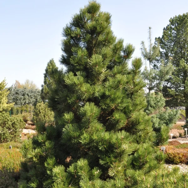 Pinus heldreichii 'Malinki' – Kleine Bosnische den (cv)