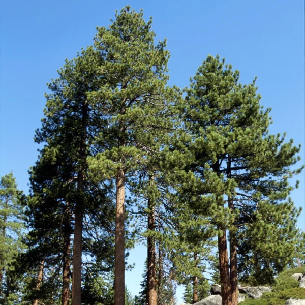 Pinus jeffreyi – Jeffreys den