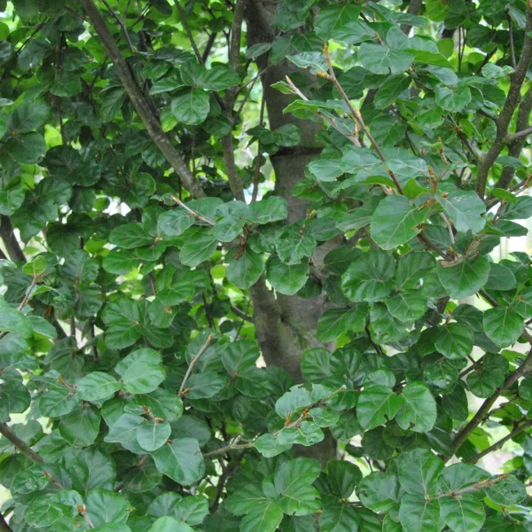Fagus sylvatica 'Cockleshell' – Beuk (cv)