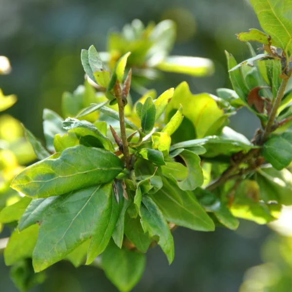 Fagus sylvatica 'Cristata' – Beuk (cv)