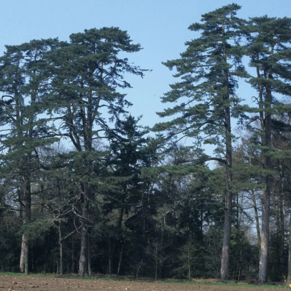 Pinus nigra subsp. laricio – Corsicaanse den