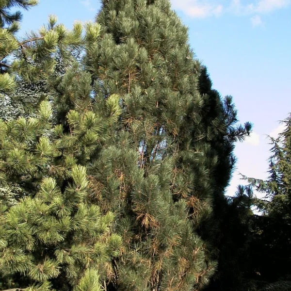 Pinus nigra 'Pyramidalis' – Zuilvormige zwarte den