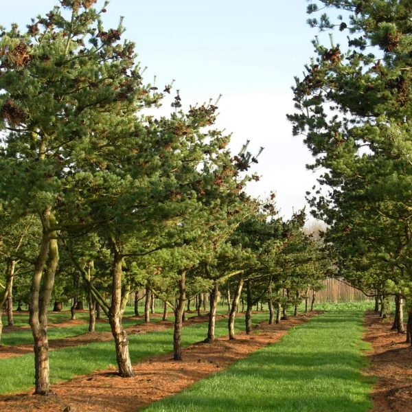 Pinus parviflora 'Glauca' – Blauwe Japanse den