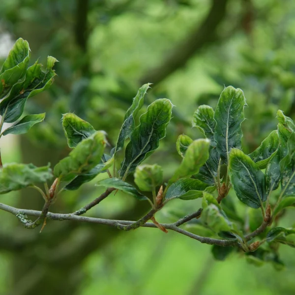 Fagus sylvatica 'Greenwood' – Beuk (cv)