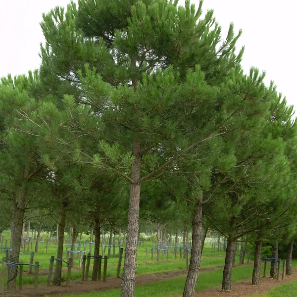 Pinus pinea – Parasolden