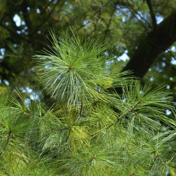 Pinus strobus – Weymouthden