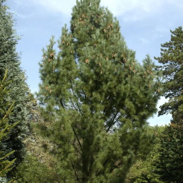 Pinus strobus 'Fastigiata' – Zuilvormige Weymouthden