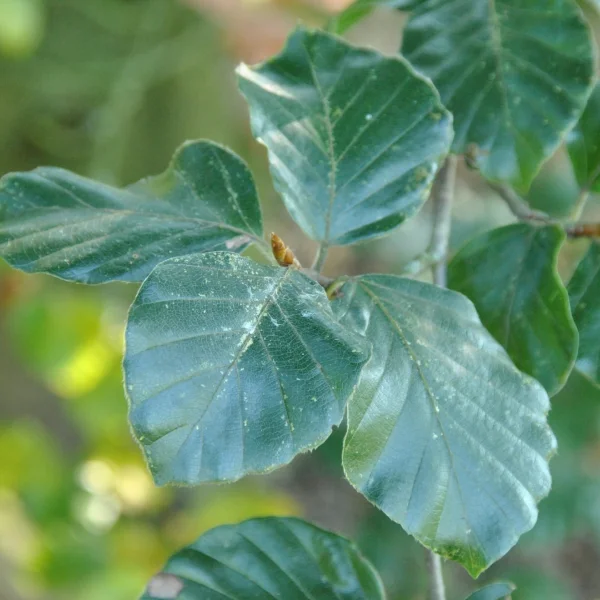 Fagus sylvatica 'Latifolia' – Beuk (cv)