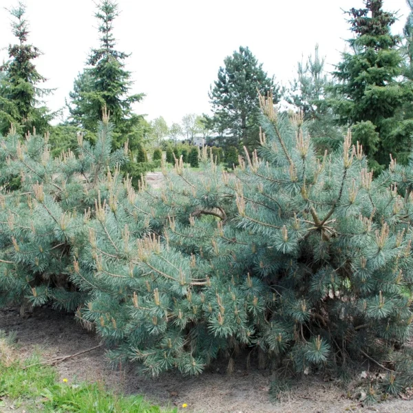Pinus sylvestris 'Repens' – Treurende grove den (cv)