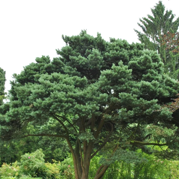 Pinus sylvestris 'Watereri' – Grove den (cv)