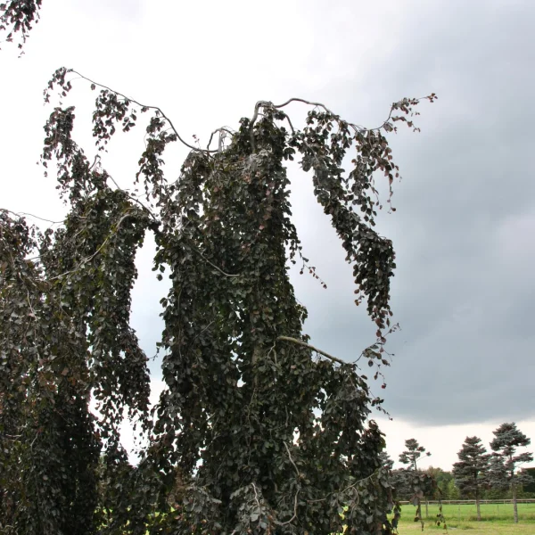 Fagus sylvatica 'Purple Fountain' – Bruine treurbeuk, rode treurbeuk (cv)