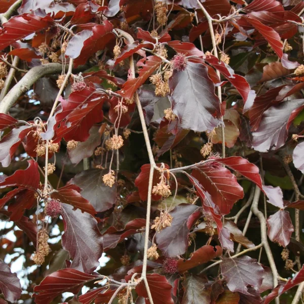 Fagus sylvatica 'Purpurea Pendula' – Bruine treurbeuk, rode treurbeuk (cv)