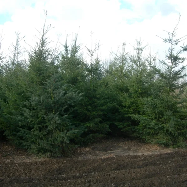 Pseudotsuga menziesii var. glauca