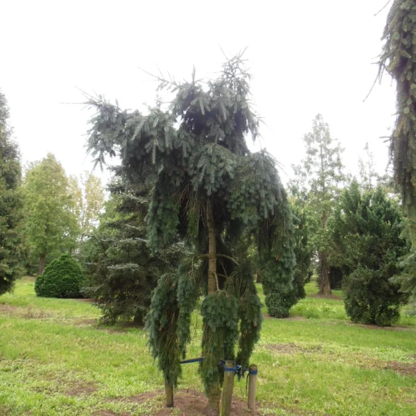 Pseudotsuga menziesii 'Pendula' – Treurende Douglasspar