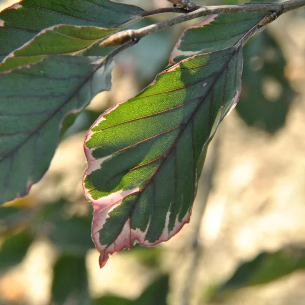 Fagus sylvatica 'Purpurea Tricolor' – Beuk (cv)