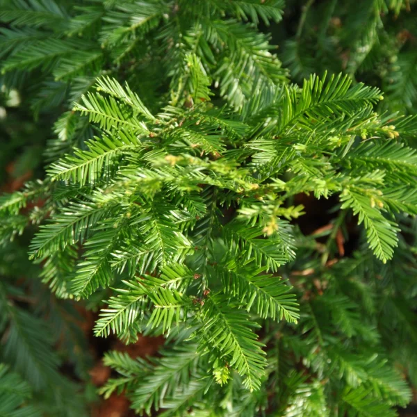 Sequoia sempervirens – Kustsequoia
