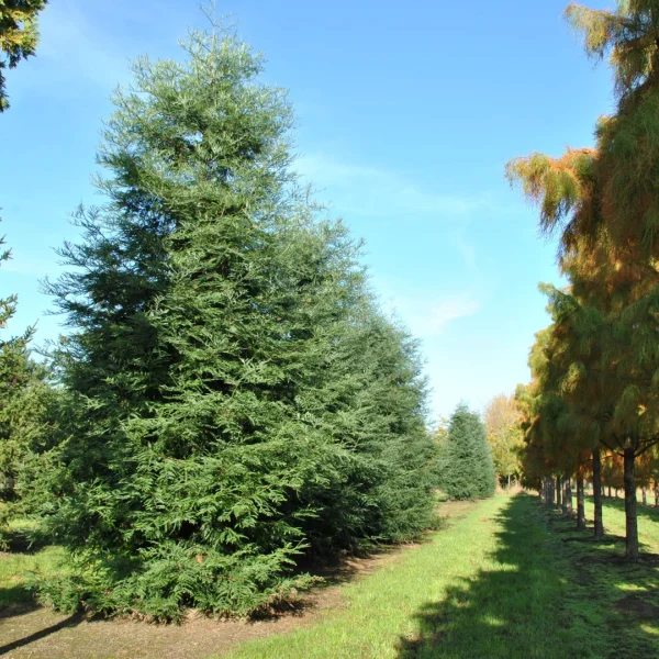 Sequoia sempervirens 'Winter Blue' – Kustsequoia (cv)