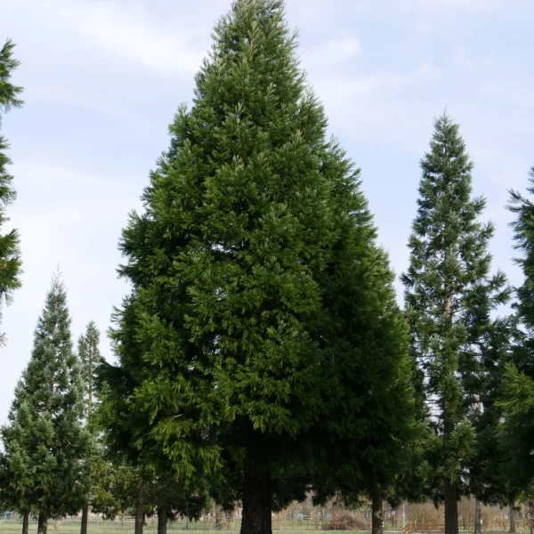 Sequoiadendron giganteum – Mammoetboom