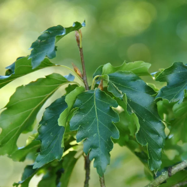 Fagus sylvatica 'Quercifolia' – Beuk (cv)