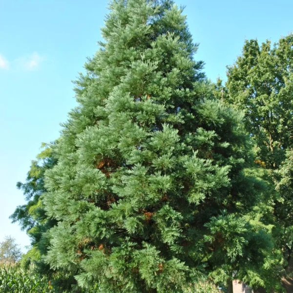 Sequoiadendron giganteum 'Glaucum' – Mammoetboom (cv)