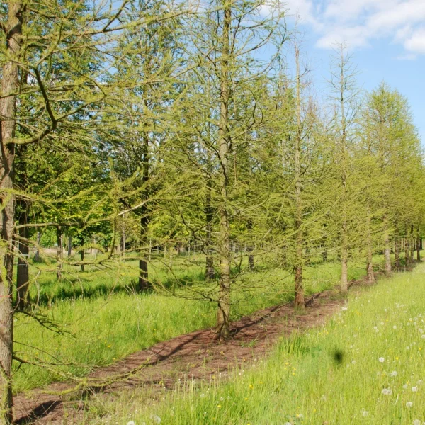 Taxodium distichum var. imbricatum