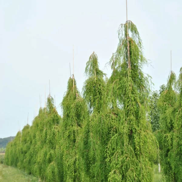 Taxodium distichum 'Cascade Falls' – Treurende moerascypres (cv)