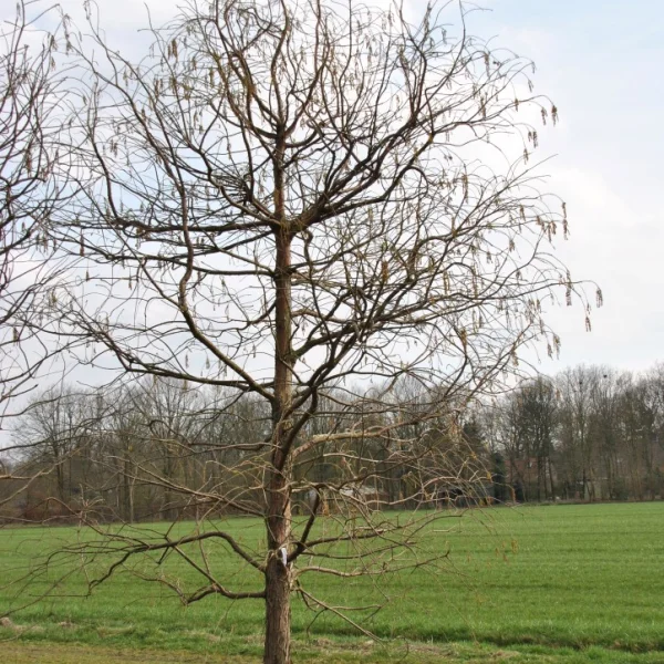 Taxodium distichum 'Pendens' – Moerascypres (cv)
