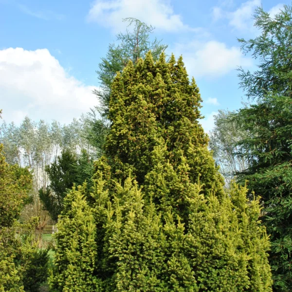 Taxus baccata  f. aurea – Taxus (v)