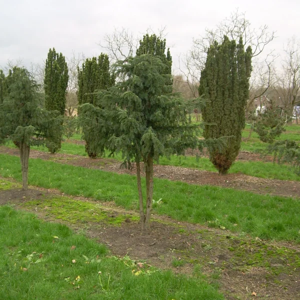 Taxus baccata 'Dovastonii Aurea' – Taxus (cv)