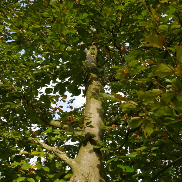Fagus sylvatica 'Riversii' – Bruine beuk, rode beuk (cv)