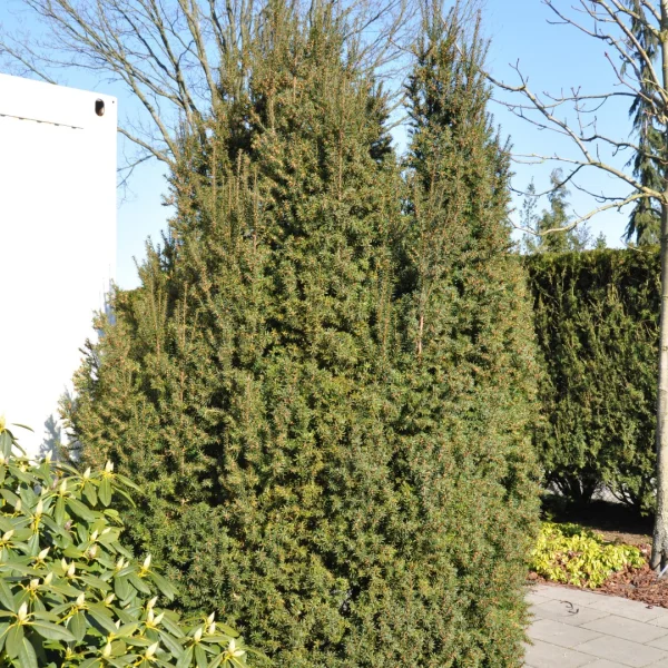 Taxus baccata 'Overeynderi' – Taxus (cv)