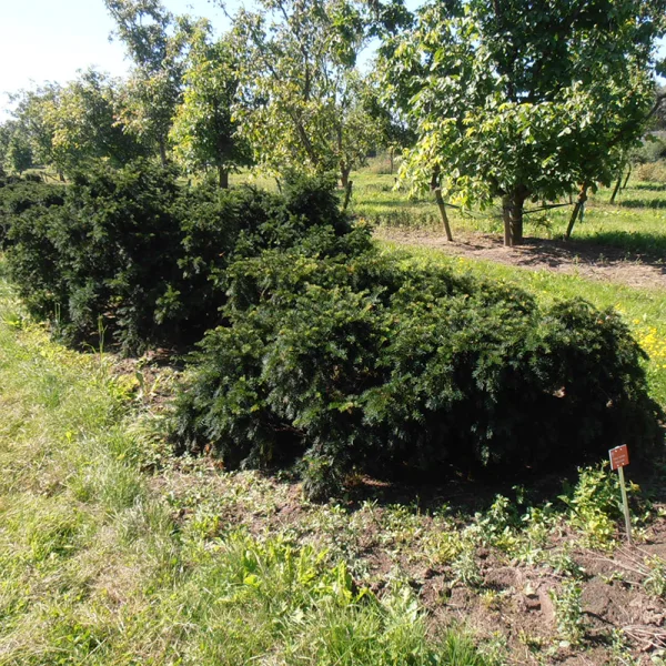 Taxus baccata 'Repandens'