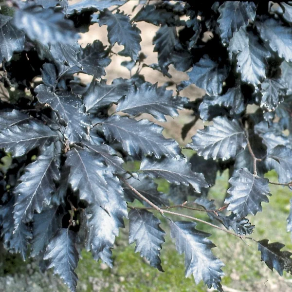 Fagus sylvatica 'Rohan Trompenburg' – Bruine beuk, rode beuk (cv)
