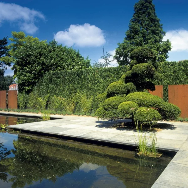 Taxus cuspidata f. nana