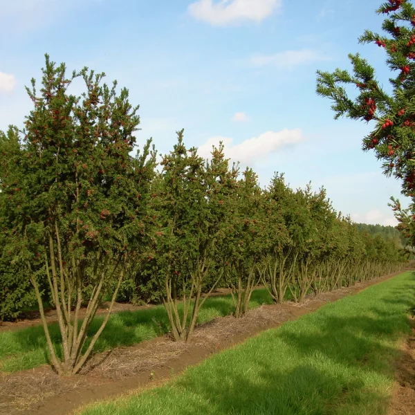 Taxus ×media 'Hicksii' – Taxus (cv)