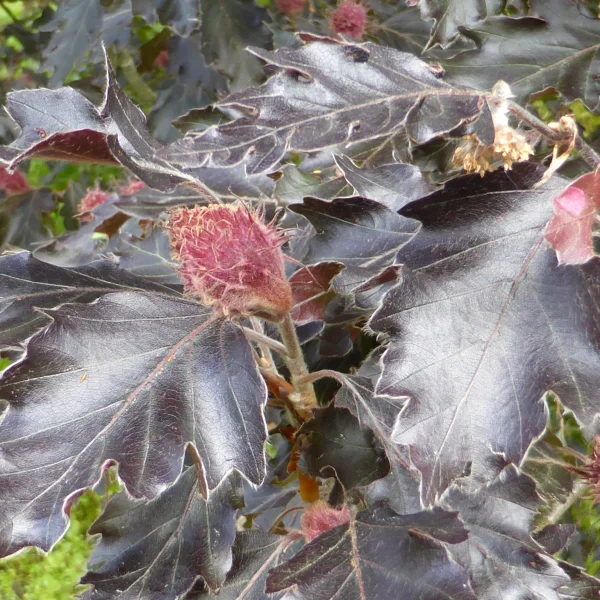 Fagus sylvatica 'Rohanii' – Bruine beuk, rode beuk (cv)