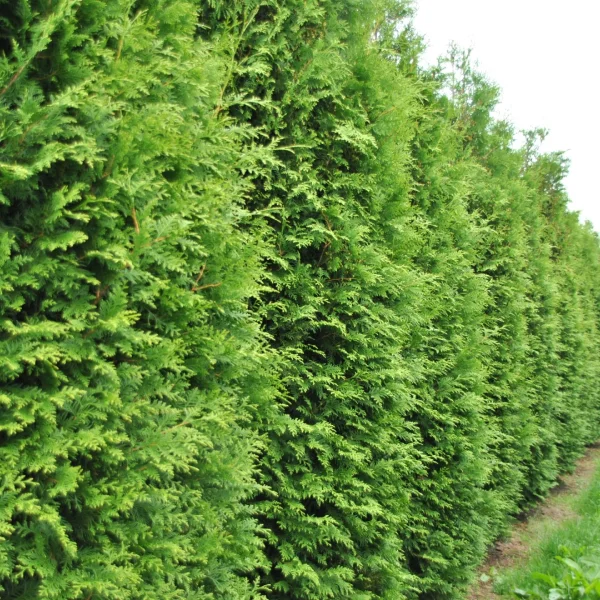 Thuja occidentalis 'Brabant' – Westerse levensboom (cv)