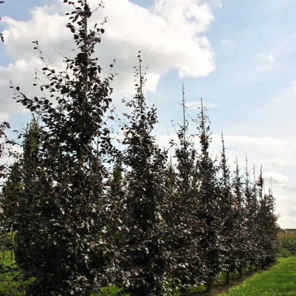 Fagus sylvatica 'Spaethiana' – Beuk (cv)