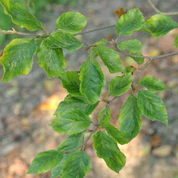 Fagus sylvatica 'Viridivariegata' – Beuk (cv)