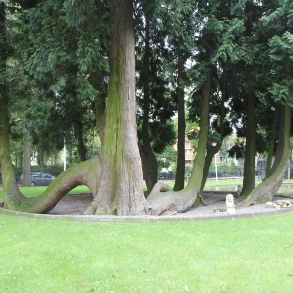 Thuja plicata – Reuzenlevensboom