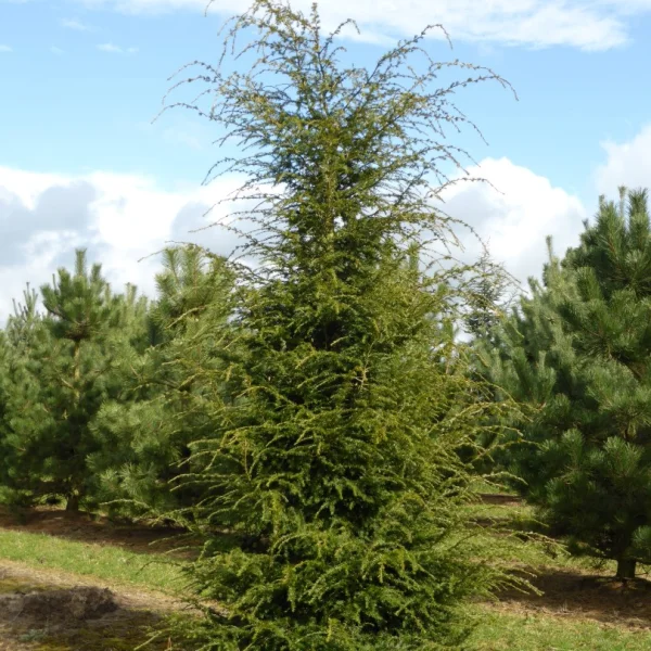 Tsuga canadensis – Canadese hemlock, Oostelijke hemlockspar