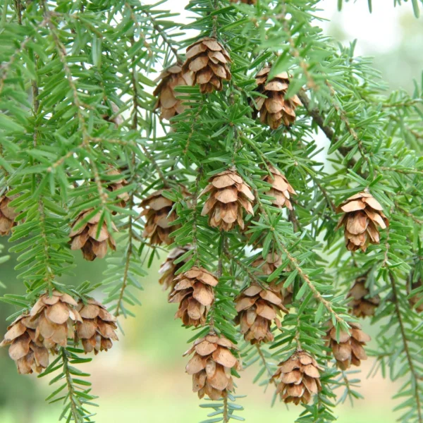Tsuga heterophylla – Westerse hemlock, Westelijke hemlockspar