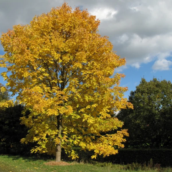 Fraxinus americana – Amerikaanse es